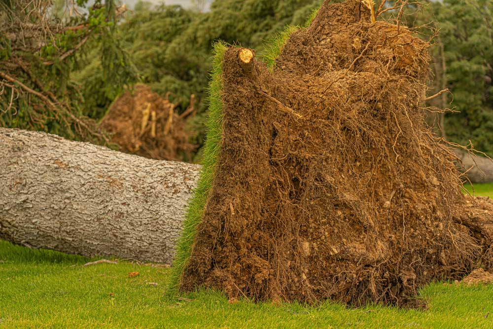 arbre tempete hardelot